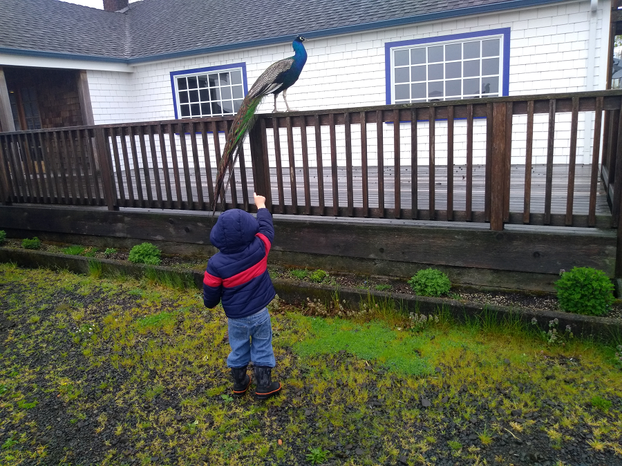 Our middle child checking out a Peacock